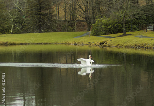 Landing swan