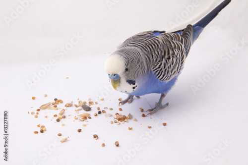 Blue budgie eats grains on a white background photo