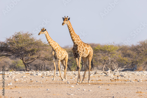 Couple of Giraffe walking in the bush on the desert pan, daylight. Wildlife Safari in the Etosha National Park, the main travel destination in Namibia, Africa.