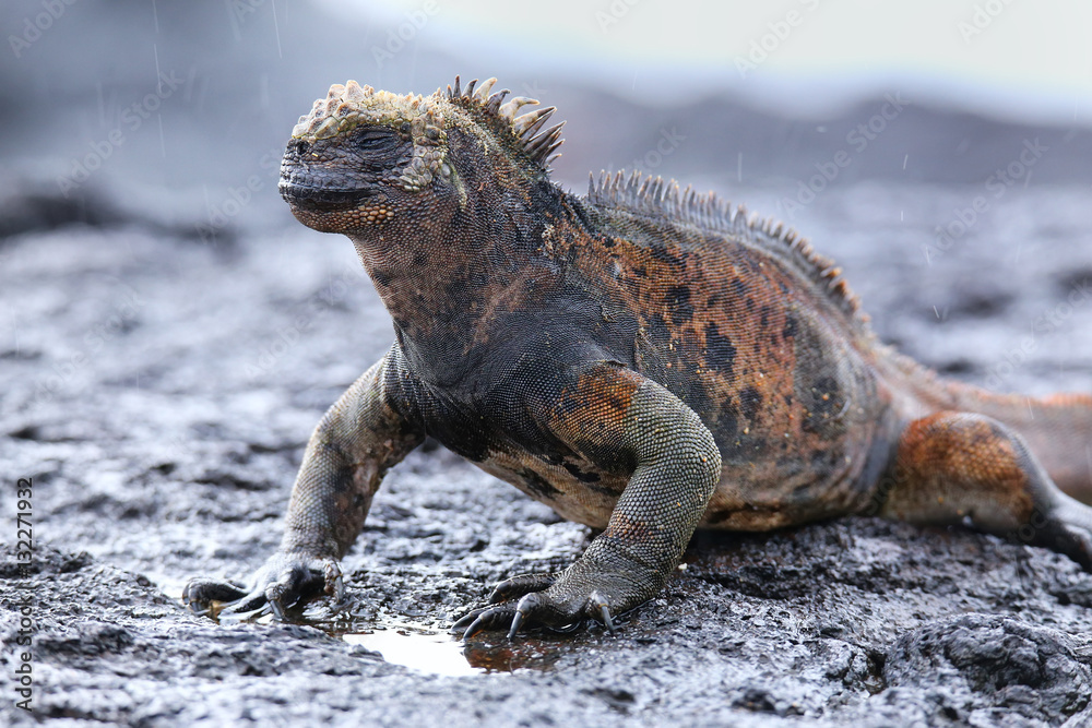 Obraz premium Marine iguana on Santiago Island, Galapagos National Park, Ecuad