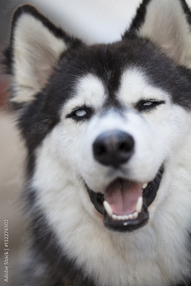 Siberian Husky Close Up of Face