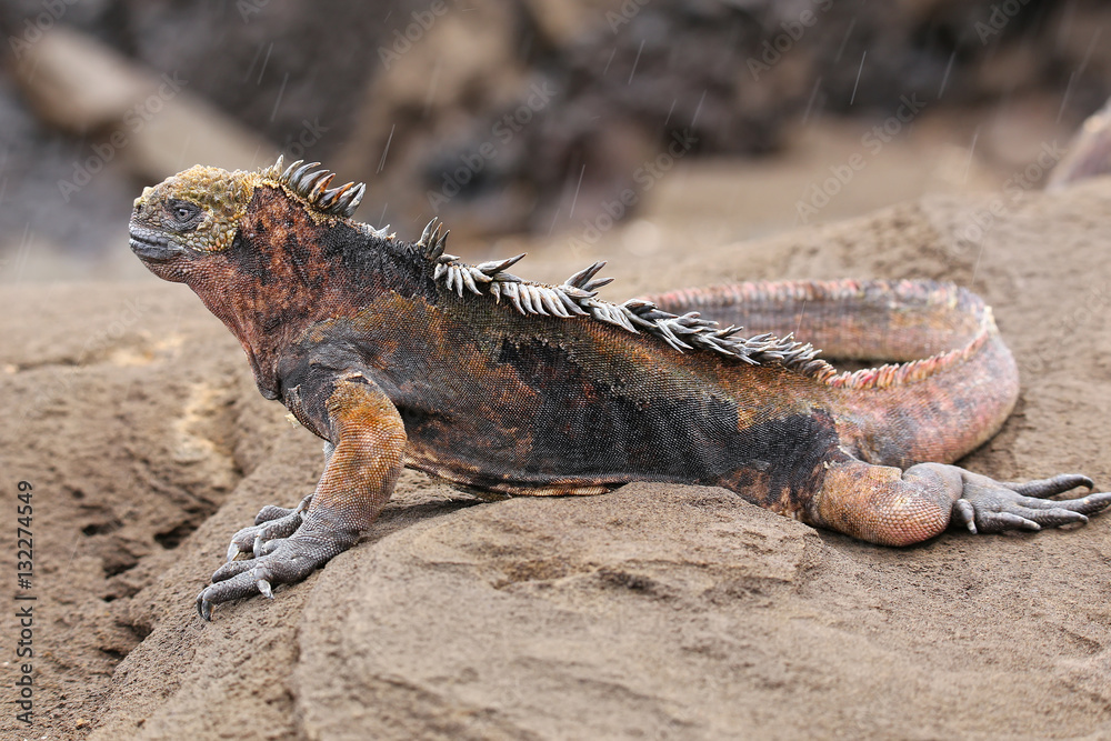 Fototapeta premium Marine iguana on Santiago Island, Galapagos National Park, Ecuad