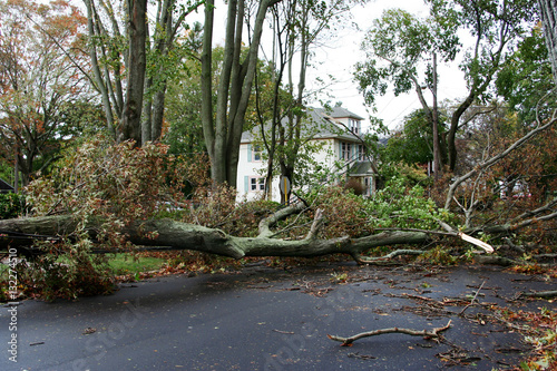 Trees take down electric wires suring Super Storm Sandy photo