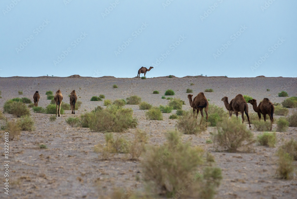 Herd of camels on Maranjab Desert in Iran