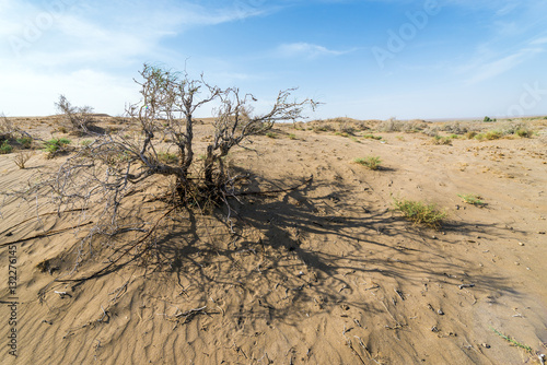 Dried shrub on Maranjab Desert in Iran © Fotokon