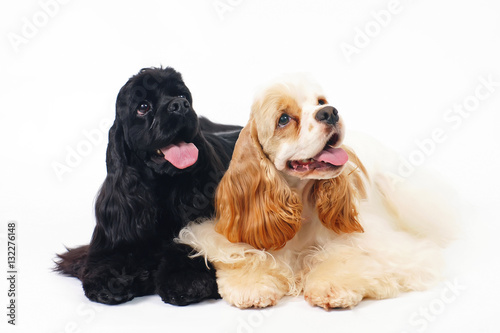 Two American Cocker Spaniel dogs lying indoors on a white background