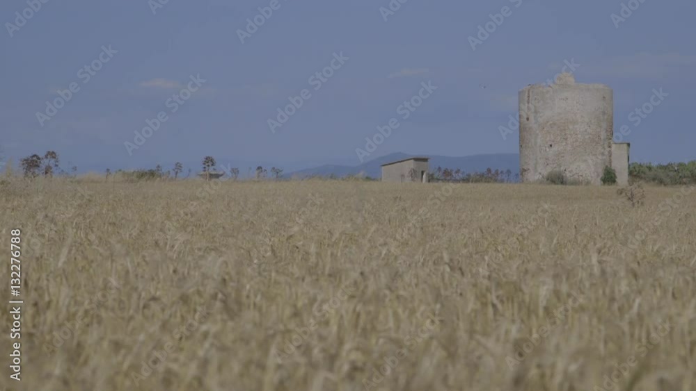 Wheat fields 11
Shooting of a grain field on a beautiful day