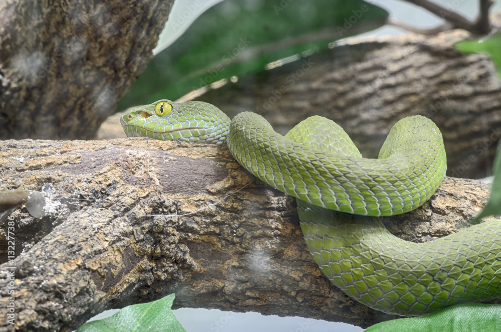 Fototapeta premium green snake