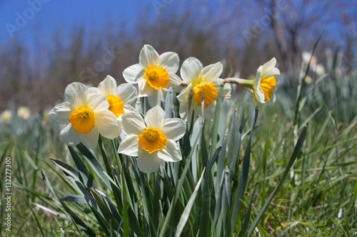 Daffodil Cluster against Blue Sky