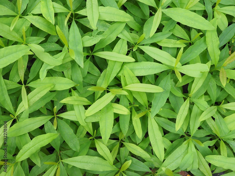 Obraz premium seedling