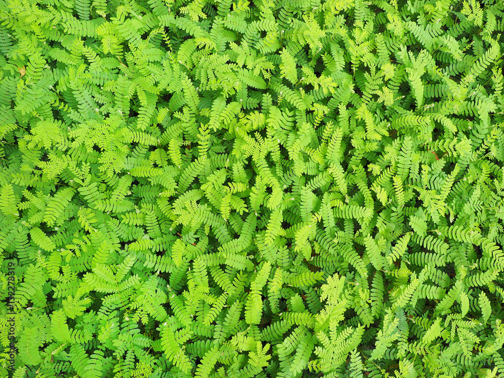 seedling seedling