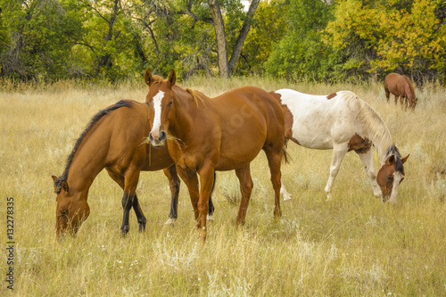 Cheyenne Ponies