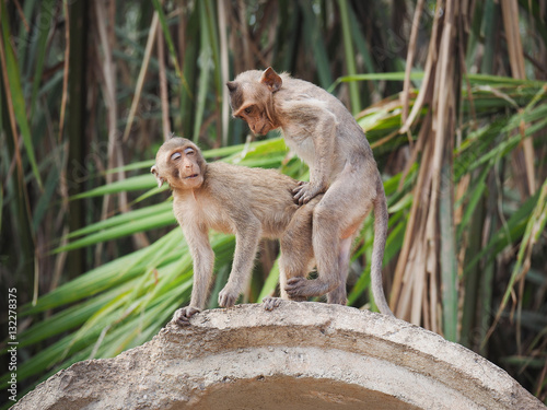 macaque