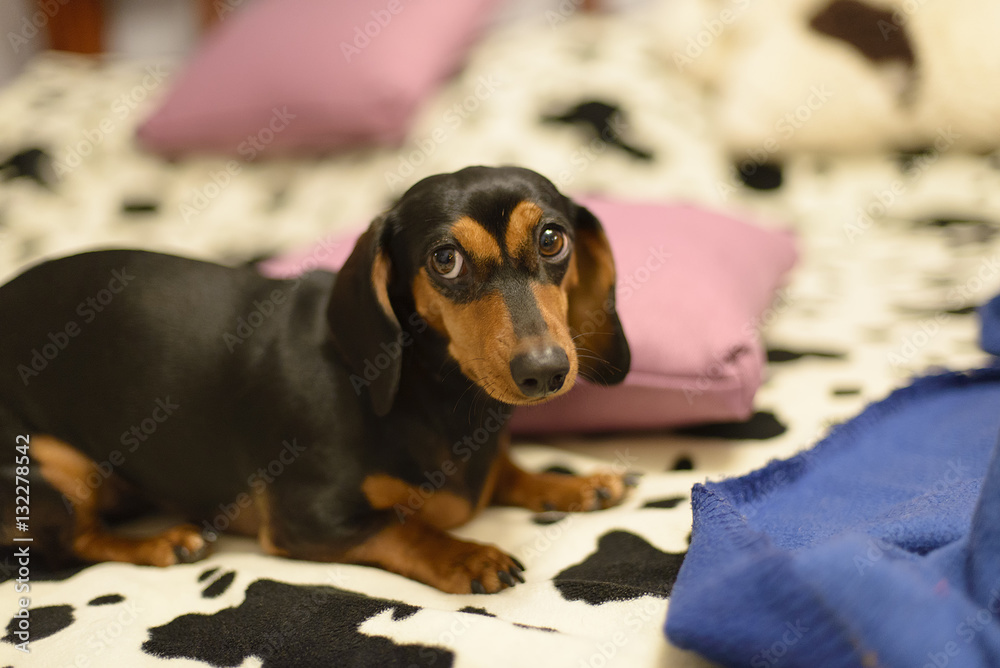 the dachshund on a bed