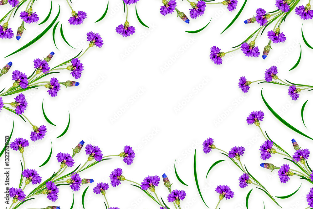 daisies summer flower isolated on white background. daisies summer flower isolated on white background.