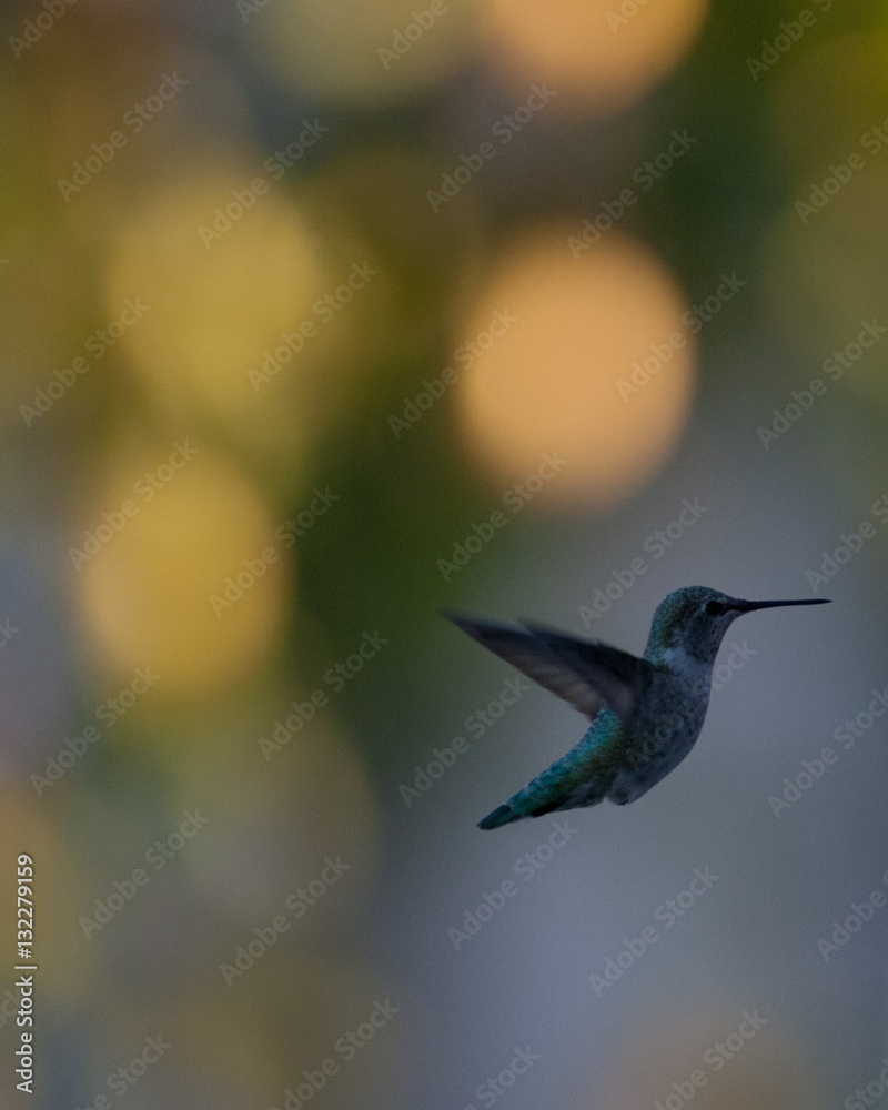 Fototapeta premium humming bird