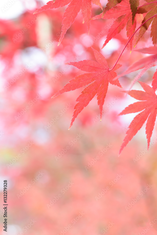 Autumn leaves
Autumn leaves