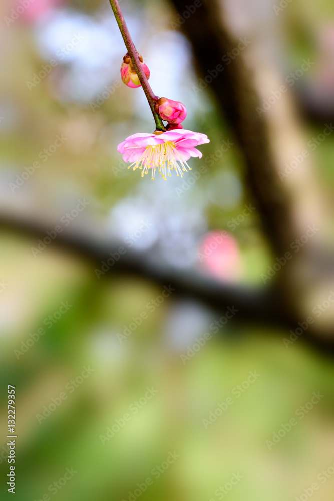 Japanese plum blossoms
Japanese plum blossoms