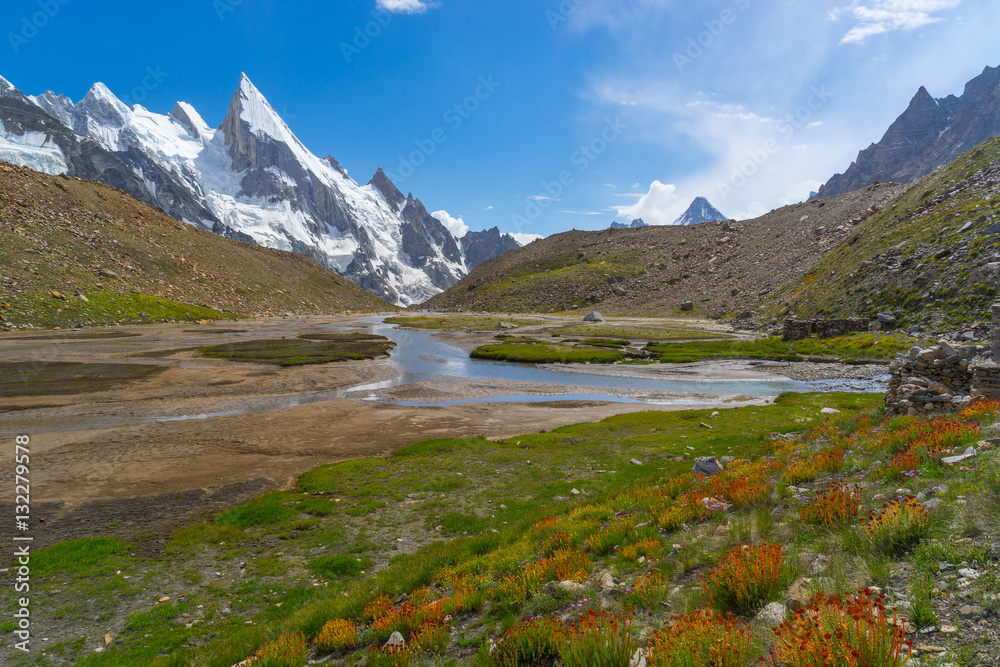 Wild flower at Khuspang camp with Laila peak, K2 trek, Pakistan