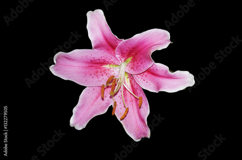 Fototapeta Naklejka Na Ścianę i Meble -  lily
