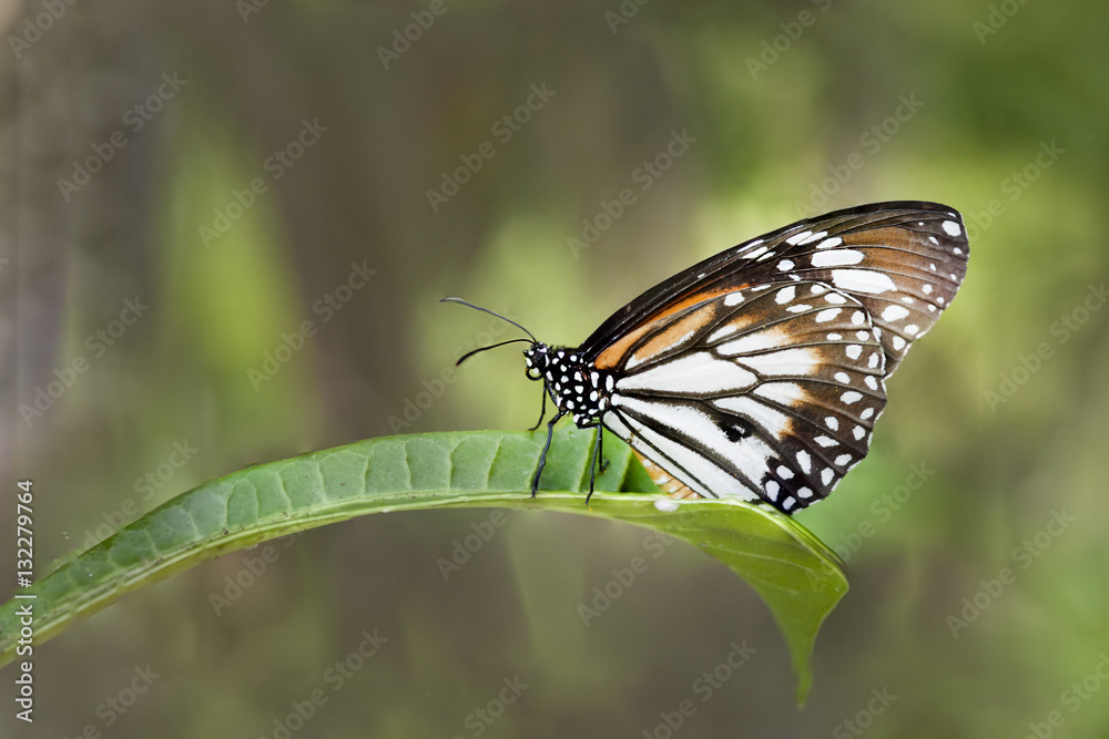 butterfly butterfly