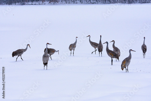 Sandhill Cranes in the Snow