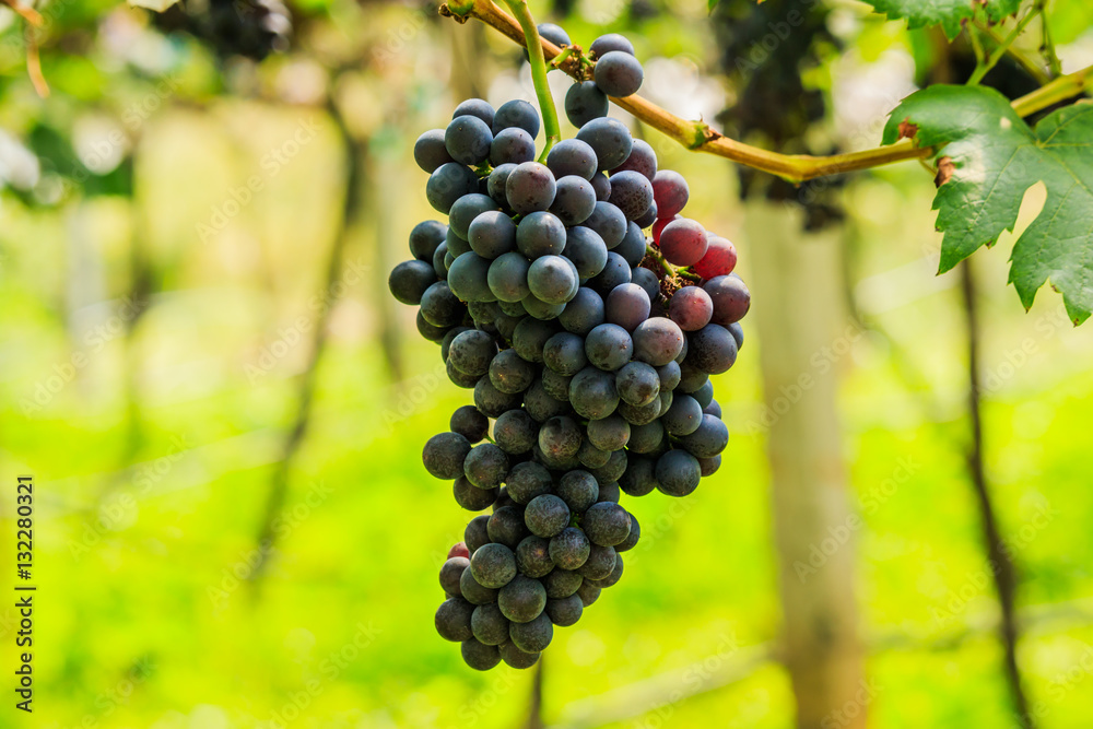 Naklejka premium large bunches of red wine grapes hang from a vine, warm backgro