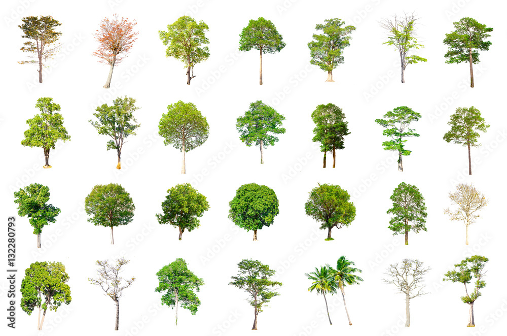 Isolated Trees on white background. Isolated Trees on white background.