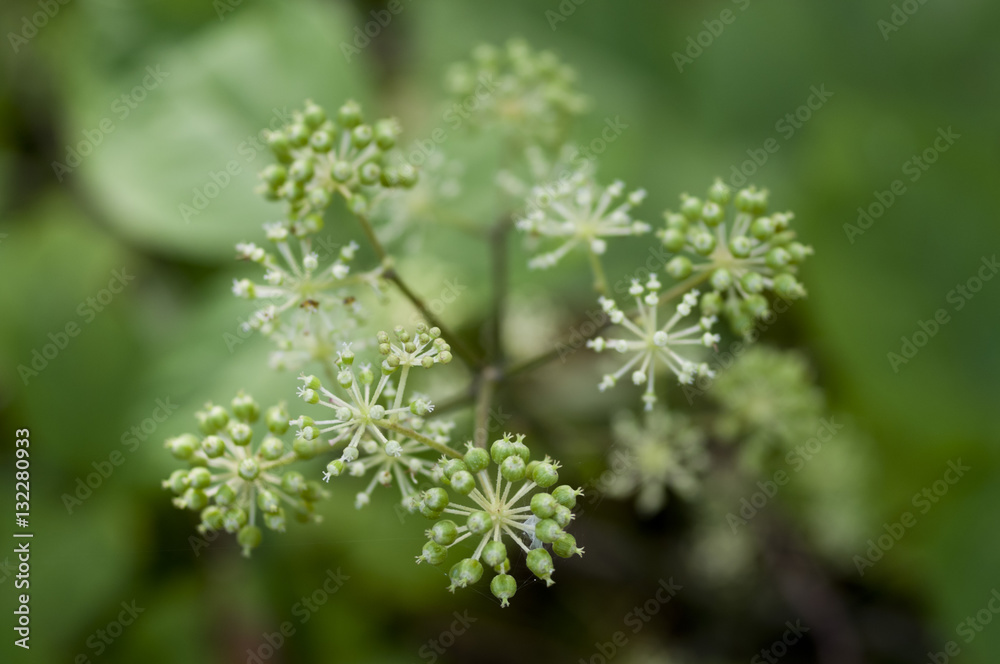 Berries of fatsia(Fatsia japonica)　ヤツデの実
