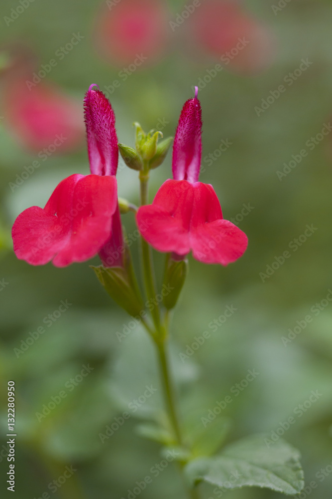 Flowers Of Cherry Sage Hot Lips Salvia Microphylla チェリーセージ ホットリップスの花 Stock Photo Adobe Stock