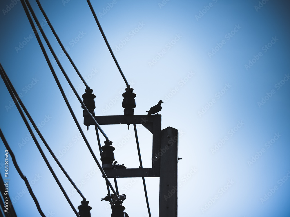 Pigeon bird is sitting on the Electrical powered pillar, Silhouette image with place your text Pigeon bird is sitting on the Electrical powered pillar, Silhouette image with place your text