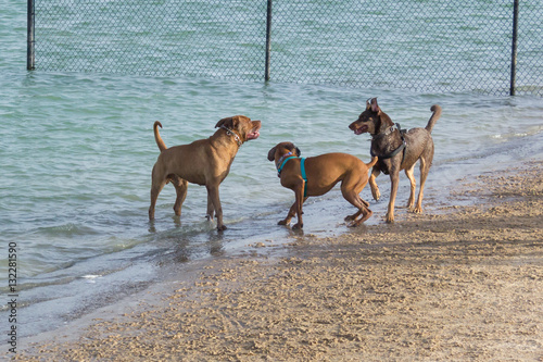 Aggressive behavior, in its mildest stage, at a dog park beach; boxer mix cowers between a pit bull mix and a German shepherd mix as the shepherd seems to be giving the pit bull a warning growl