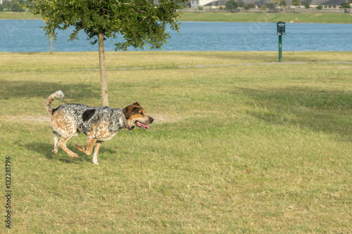 Bluetick hound and tricolored walker coonhound mix running through a dog park, caught midstride with three paws off the ground photo