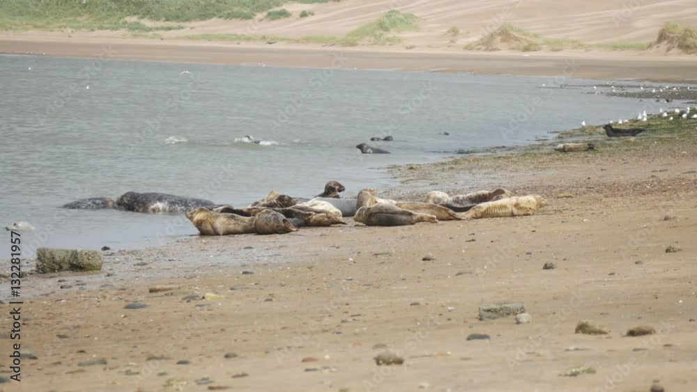 Wild seal at Newburgh beach in Aberdeenshire, Scotland, UK
Wild seal at Newburgh beach in Aberdeenshire, Scotland, UK