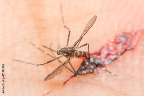 Macro of smashed mosquito (Aedes aegypti) sucking blood to died © pongmoji