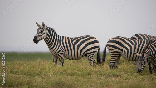 Safari Kenya © Maddur