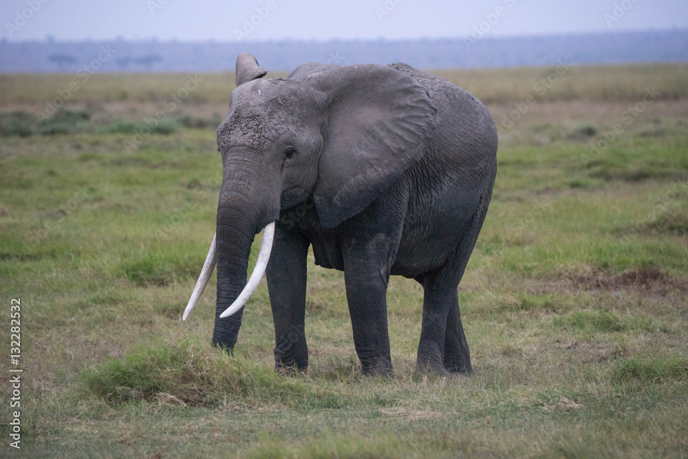 Safari Kenya