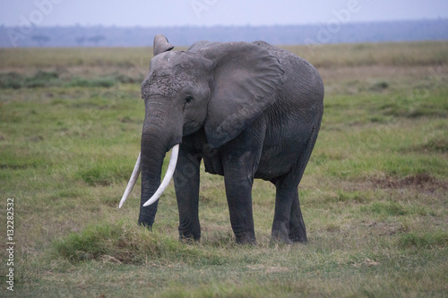 Safari Kenya