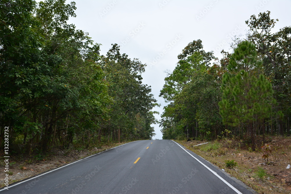 Naklejka premium The road to forest