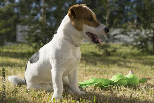 Fototapeta Naklejka Na Ścianę i Meble -  Jack Russel Terrier playing with toy