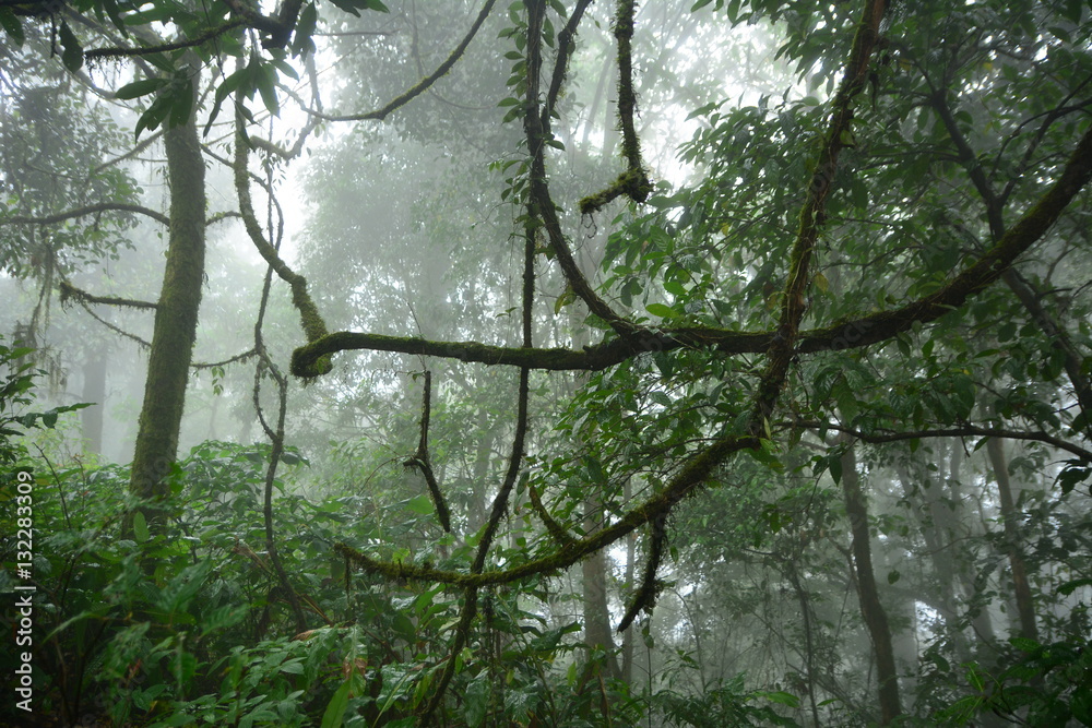 Fototapeta premium Forrest and fog.