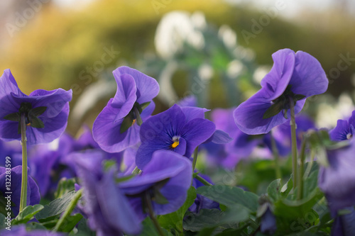 Closeup of Vivid Purple Flowers