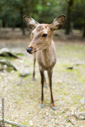 Fototapeta Naklejka Na Ścianę i Meble -  Cute deer