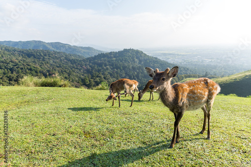 Fototapeta Naklejka Na Ścianę i Meble -  Deer take rest in park
