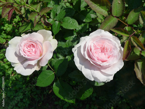 Pink rose    Lovely pink 