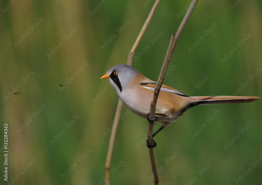 Fototapeta premium Bearded Tit - Panurus biarmicus