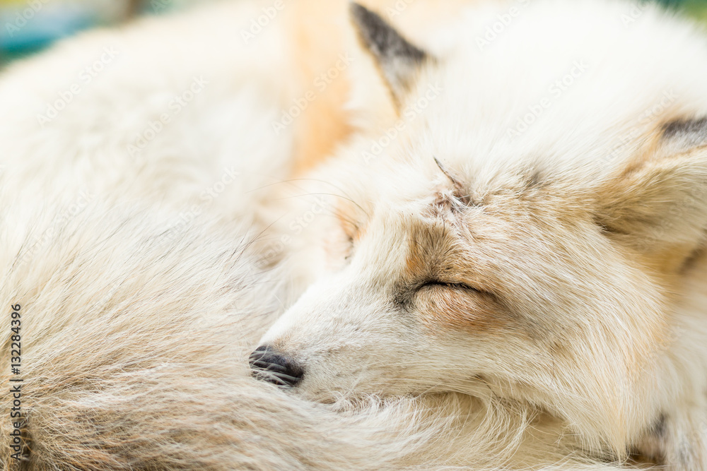 Obraz premium Sleepy Fox
