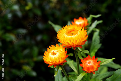 straw flower or everlasting or paper daisy flower