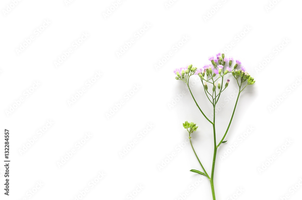 flowers on white background. Top view, flat lay flowers on white background. Top view, flat lay