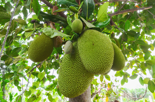 green group jack fruit on the tree